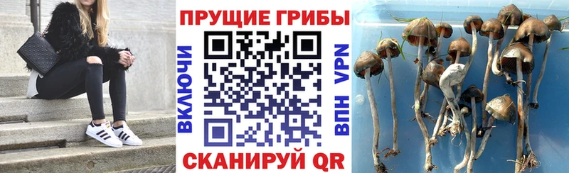 Псилоцибиновые грибы GOLDEN TEACHER  Буйнакск 