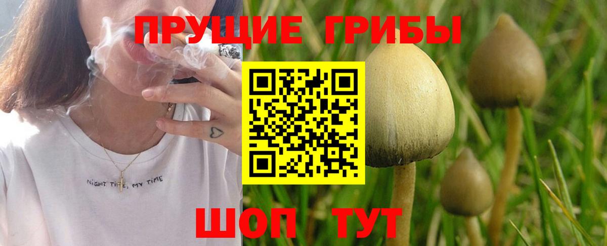 Псилоцибиновые грибы Psilocybine cubensis Буйнакск
